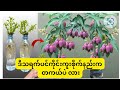 သရက်ကိုင်းကူးစိုက်ပြီး စီပွားရှာမယ်