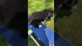 Hazel’s F2 Bordoodles playing outside