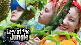 Yuqi Carefully Tastes the Durian First~ What Will Durian Taste Like? [Law of the Jungle Ep 382]