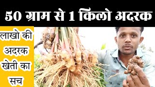 अदरक की खेती ||  आखिर एक पौधे से कितना उत्पादन लिया जा सकता है || Ginger farming and cultivation