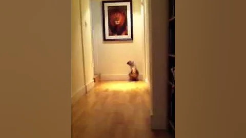 Video 171821: siberian cat playing fetch, spotted cat, brown cat, cat old