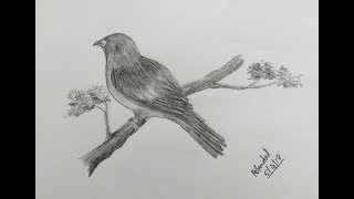 shading pencil bird easy very
