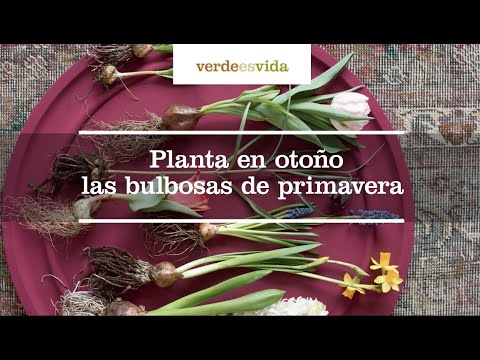 Video: Bulbosas En La Segunda Mitad Del Invierno