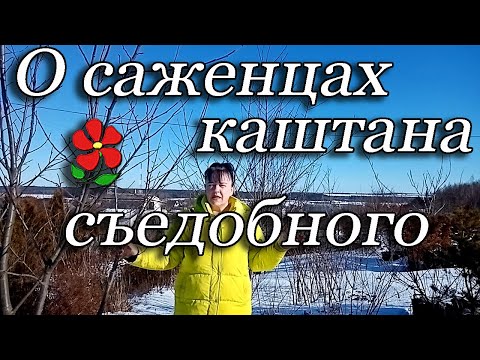 Саженцы каштана съедобного. Как купить растение, и не перепутать его с другим каштаном.