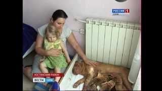 Собака кормит тигрят(http://vesti-sochi.tv/, 2012-06-04T11:46:40.000Z)