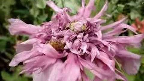 Bees Visiting Poppies In My Garden