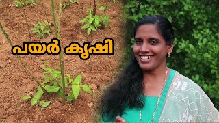 പയര്‍ കൃഷി രീതി Part 3 | Payar Krishi | How to grow long beans | Mini's Lifestyle