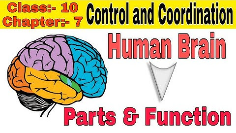 Human Brain  / Parts & Function / Control And Coordination / Chapter -7 / Biology / Class -10
