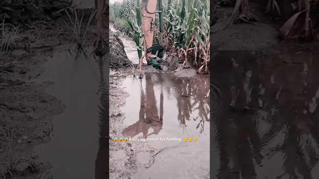 Excavator dredging water trench for corn farming