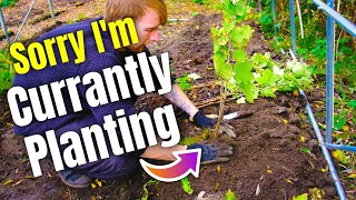 видео: Фруктовая клетка-полотуннель — посадка плодов моего будущего труда картинка: Фруктовая клетка-полотуннель — посадка плодов моего будущего труда