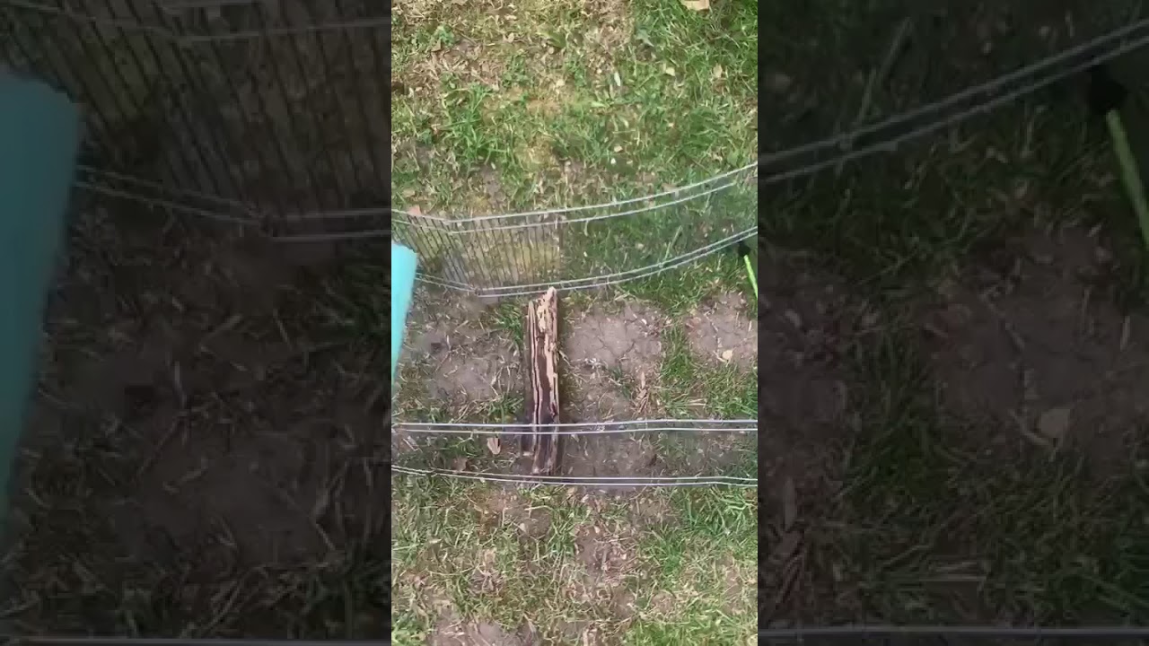 Guinea Pigs’ obstacle course - YouTube