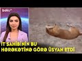 İt sahibinin bu hərəkətinə görə üsyan etdi - Maraqlı anlar | BAKU TV