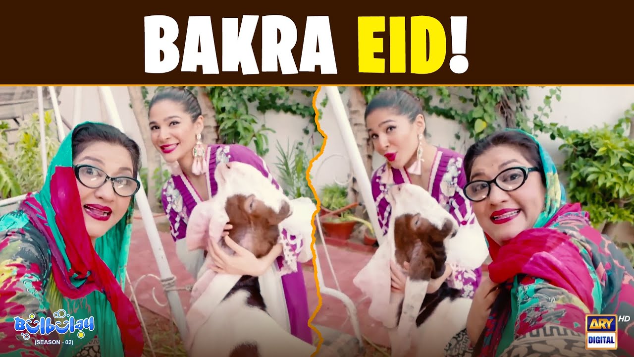 Bakra Eid in Bulbulay House! 🐮 | Comedy | Momo | Khoobsurat | Bulbulay S2