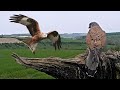 Kestrel Narrowly Avoids Red Kite | Discover Wildlife | Robert E Fuller