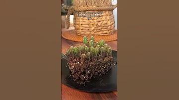Thumbnail of Growing cactus seeds + potting up the seedlings! #cactusseeds #cactuslover #cactus