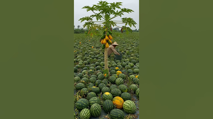 Banyak semangka segar manis siap panen...#semangka #buah #buah-buahan #pertanian #petani #pertanian