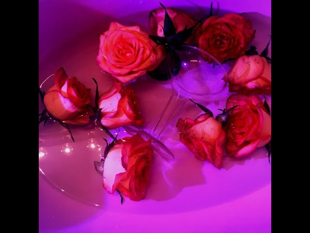 Она любила розы SLOWED