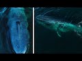 The LARGEST Animal on Earth is Incredible: Finding the Blue Whale
