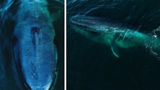 The LARGEST Animal on Earth is Incredible: Finding the Blue Whale