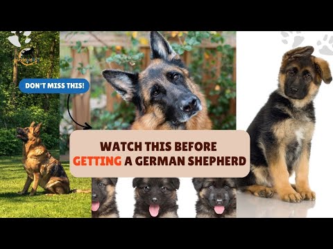 Is A #GermanShepherd For You? 🐶 Watch THIS First!👆 | 7 Must-Know Facts | #dogbreeds | World of Dogz