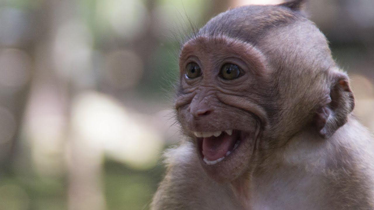 small monkey, monkeys, all monkeys, The Crying Baby Monkey, The Most Angry Swee...