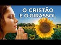 5 CARACTERÍSTICAS DO GIRASSOL QUE TODO CRISTÃO PRECISA TER - (A 4ª É Muito Importante)