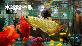 1120906 水噹噹一族