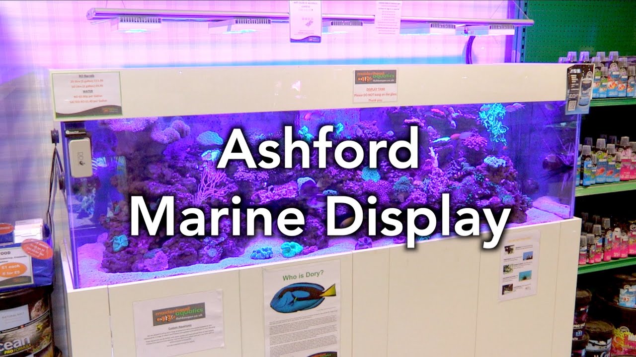 Tank of the Month Maidenhead Aquatics Ashford Marine Display YouTube