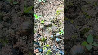 Cute pill millipede #shortvideos #pillmillipede #millipede
