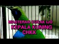 Kicau Burung Cucak Ijo Kepala Kuning Isian Mewah Mp3 - Mp4 Download