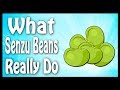 What Do Senzu Beans Really Do? (Explained) | Dragon Ball Code