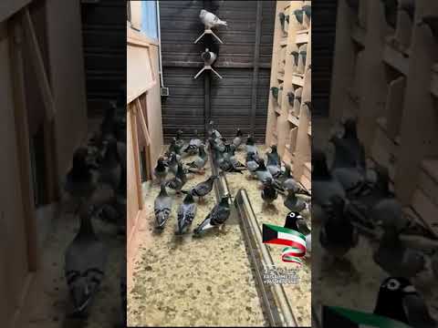 بيتر هاس بطل الحمام الزاجل