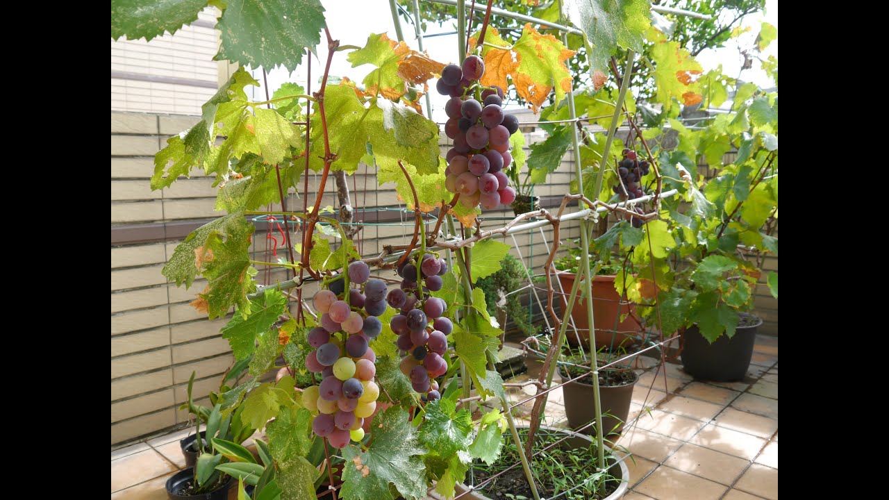 Grow potting grape vines from cuttings II YouTube