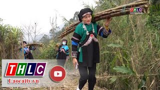 Mia xuong ga tren đat Muong Khuong THLC