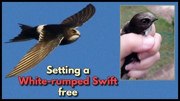 Setting a White-rumped Swift free
