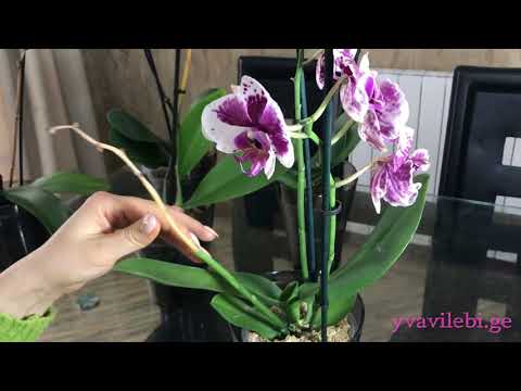 ორქიდეამ დაიყვავილა, სად უნდა გადაიჭრას საყვავილე ღერო. დაყვავილებული ორქიდეების მიმოხილვა