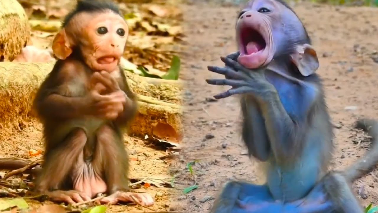 The baby monkey got something stuck in its throat while eating and ...