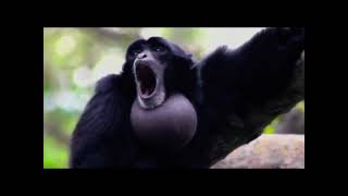 Pal Max screaming gibbon monkey