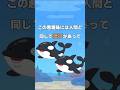 シャチの最近の流行り　#動物 #雑学 #ずんだもん #シャチ
