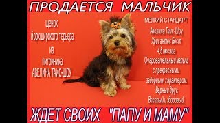 Щенок 4 5 месяца йоркширского терьера из питомника Продается Щенок 4 5 месяца йоркширского терьера из питомника Продается