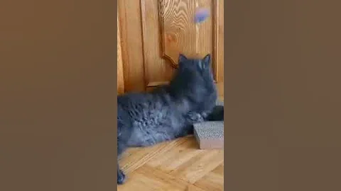 Watch the video about Funny nebelung cat ,play ball #catplay #catgames #cattoys