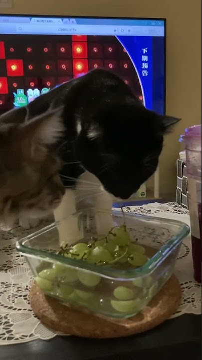 does-cat-eat-grape-youtube