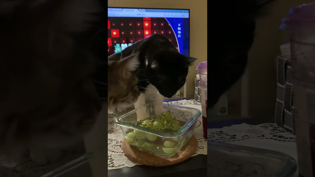 Does Cat Eat Grape YouTube Does Cat Eat Grape YouTube