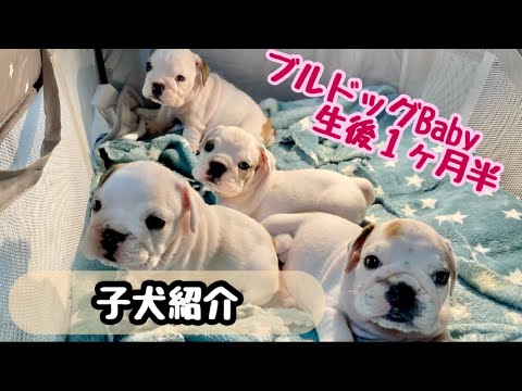 生後1ヶ月半 ブルドッグの子犬たち🐶