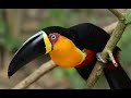 The gorgeous Channel-billed Toucan in nature! Brazil