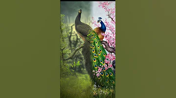 #peacock #mgsstudio #bhotiyapeacock #maur #nature #post #youtubevideos #twitter #instagram  #more