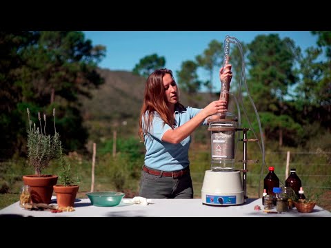 Video: Cómo Hacer Tintura De Fresno De Montaña Con Alcohol