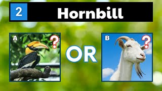 Name These Animals That Start With H | Animals Quiz