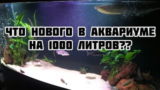 Обзор аквариума на 1000 литров! Что нового?