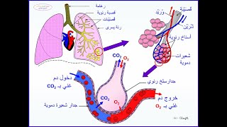 تبادل الغازات في الإنسان أحياء حادي عشر